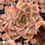 Echeveria Dream Butterfly - Image 2