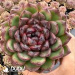 Echeveria Sugar Heart Chocolate - Image 2