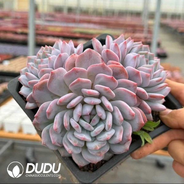 Echeveria Star Orange Clustering 3 Heads + - Image 2