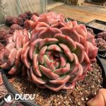 Echeveria Q Orange Clustering 3 Heads - Image 2