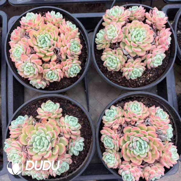 Echeveria Beauty Style Clustering - Image 2