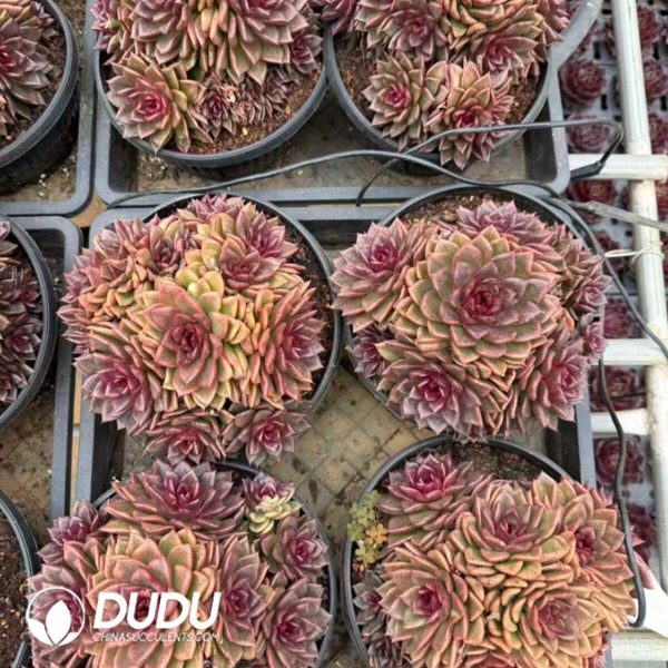 Echeveria Black Jade Kirin Clustering - Image 2