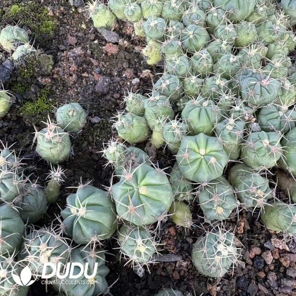 (Seed Grown)Ferocactus Recurvus Seedlings 100 pcs - Image 2