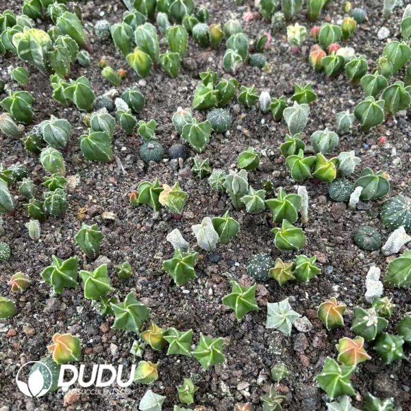 (Seed Grown)Astrophytum Myriostigma Seedlings 100 pcs - Image 2