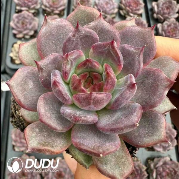 Echeveria Xuan Ying - Image 2