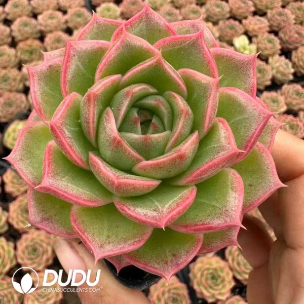 Echeveria Peninsula Rose - Image 2