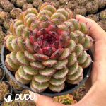 Echeveria Dusk Forest - Image 2