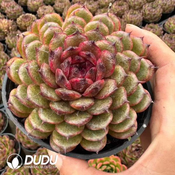 Echeveria Dusk Forest - Image 2