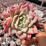 Echeveria Zhi Ruo Clustering 3 heads+ - Image 2