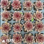 Echeveria Fat Rose - Image 2