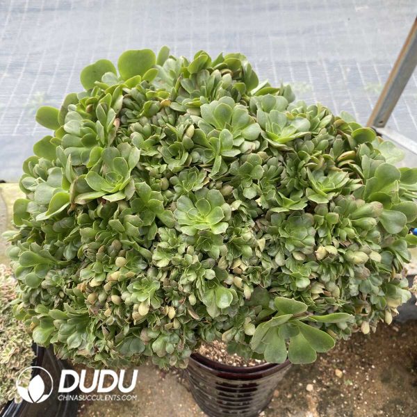 Aeonium canariense var. canariense Cristate - Image 2