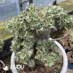 Aeonium Sunburst cristata No.1 - Image 2
