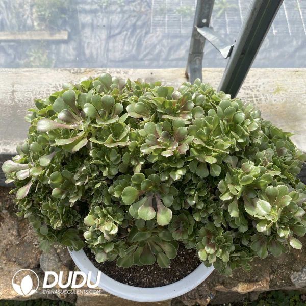 e202-68.jpg Aeonium Shao Xiu Cristata-10 - Image 2