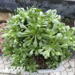 Aeonium Shao Xiu Cristata-11 - Image 2