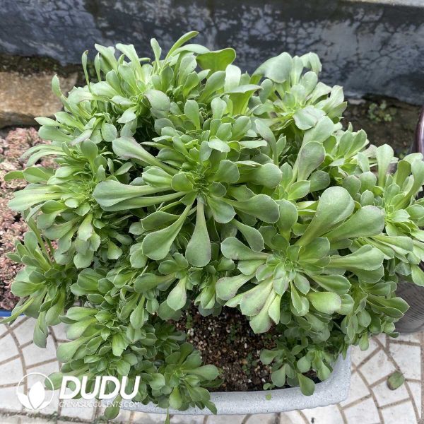 e202-69.jpg Aeonium Shao Xiu Cristata-11 - Image 2