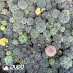 (Seed Grown)Gymnocalycium Stellatum var. Kleinianum 100 pcs - Image 2