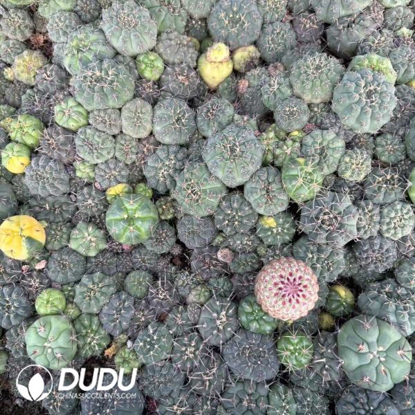 (Seed Grown)Gymnocalycium Stellatum var. Kleinianum 100 pcs - Image 2