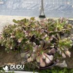Aeonium Arboreum Velour European NO.1 - Image 2