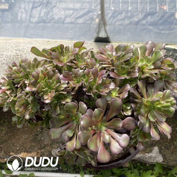 e202-70.jpg Aeonium Arboreum Velour European NO.1 - Image 2