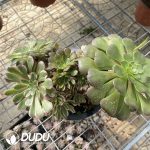 Aeonium Xianmo Cristata - Image 2