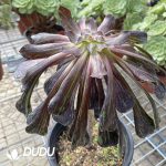 Aeonium Ink painting variegated - Image 2