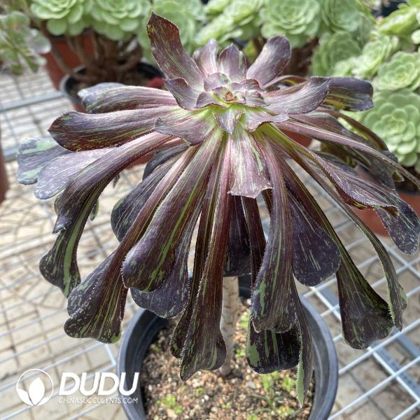 Aeonium Ink painting variegated - Image 2