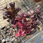 Aeonium Chanel Chimera Clustering -1 - Image 2