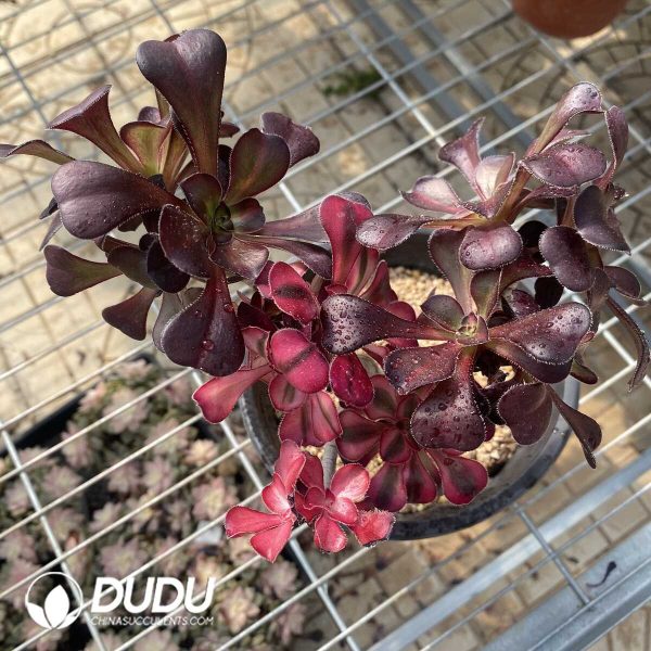 Aeonium Chanel Chimera Clustering -1 - Image 2