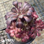 Aeonium Chanel Chimera Clustering -2 - Image 2