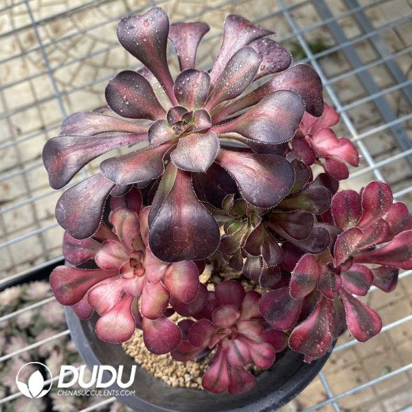 Aeonium Chanel Chimera Clustering -2 - Image 2