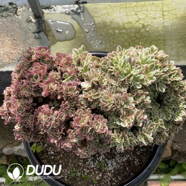 e202-75.jpg Aeonium Pink Witch Cristata-2 - Image 2
