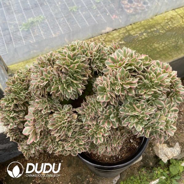 Aeonium Godness Cristata-1 - Image 2