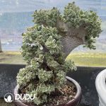 Aeonium Brilliant Cristata No.2 - Image 2