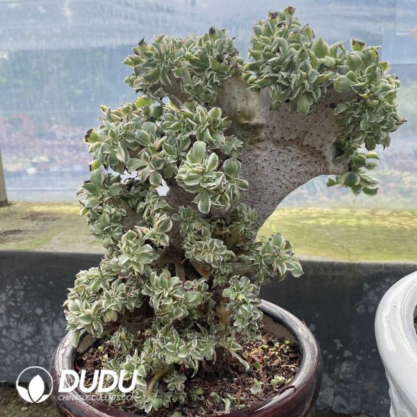 Aeonium Brilliant Cristata No.2 - Image 2