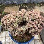 Aeonium Pink Witch Cristata-1 - Image 2