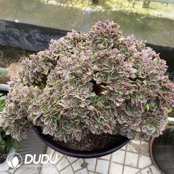 e202-79.jpg Aeonium Godness Cristata-2 - Image 2