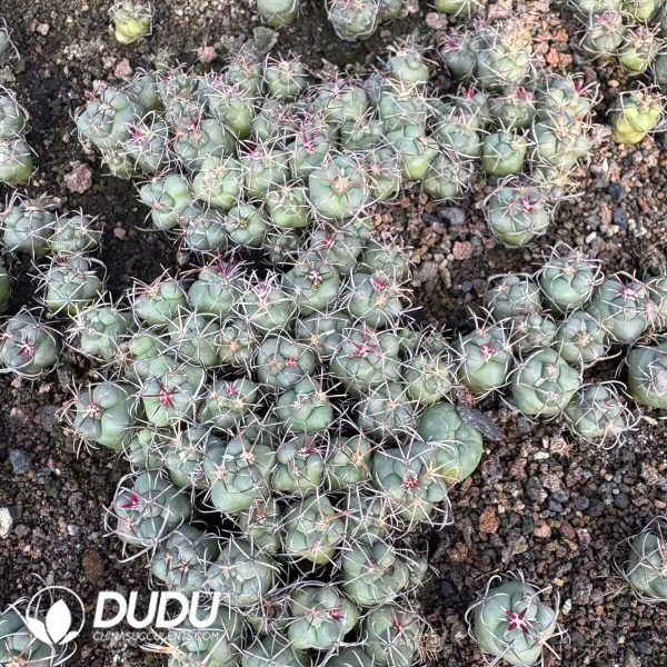 (Seed Grown)Thelocactus Hexaedrophorus Seedlings 100 pcs - Image 2