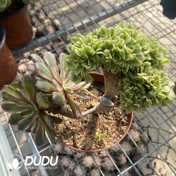 (Grafted)Aeonium NO.10 - Image 2