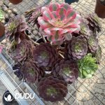 (Grafted)Aeonium NO.11 - Image 2