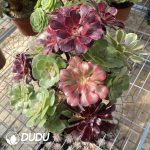 (Grafted)Aeonium NO.12 - Image 2