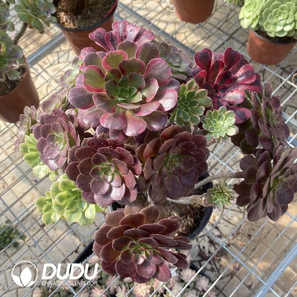 (Grafted)Aeonium NO.14 - Image 2