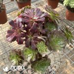 (Grafted)Aeonium NO.16 - Image 2