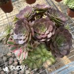 (Grafted)Aeonium NO.18 - Image 2