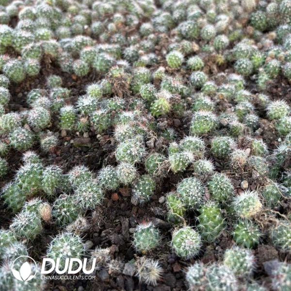 (Seed Grown)Mammillaria Melanocentra ssp Rubrograndis Seedlings 100 pcs - Image 2