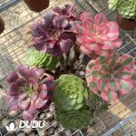 (Grafted)Aeonium NO.20 - Image 2