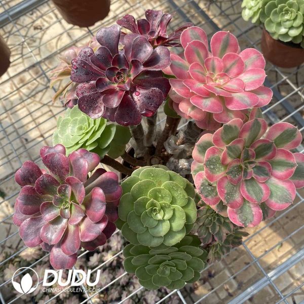 (Grafted)Aeonium NO.20 - Image 2