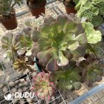 (Grafted)Aeonium NO.22 - Image 2