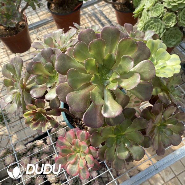 (Grafted)Aeonium NO.22 - Image 2