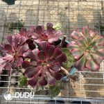 (Grafted)Aeonium NO.23 - Image 2