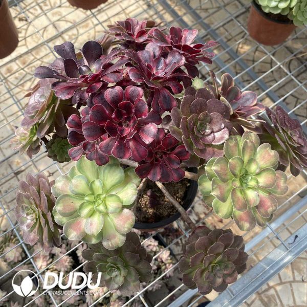 (Grafted)Aeonium NO.24 - Image 2